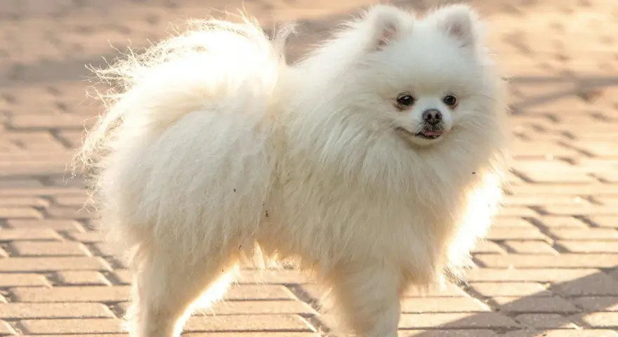 Un pomerania mediano blanco, con su cola esponjosa y pelaje abundante, posa sobre un camino de adoquines.