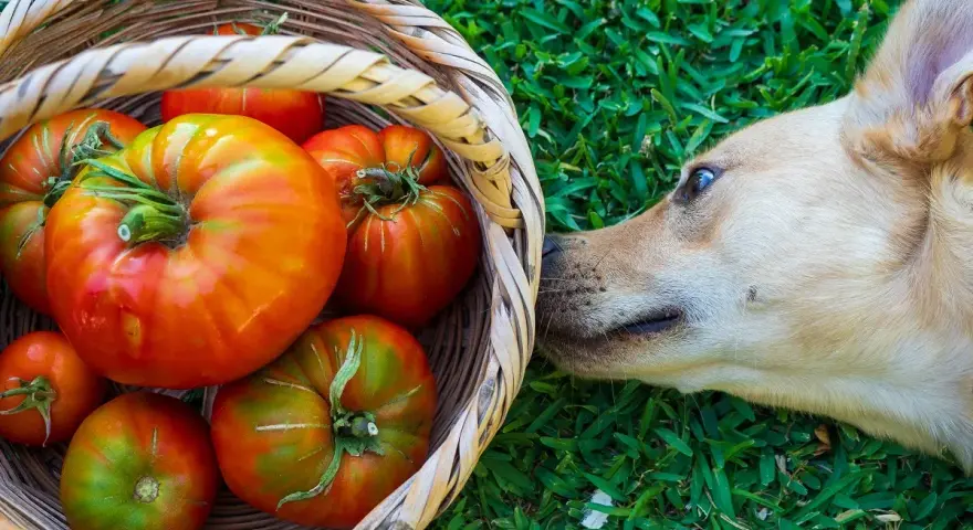Un perro curioso olfatea una cesta llena de tomates. ¿Sabías que los perros pueden comer tomate?