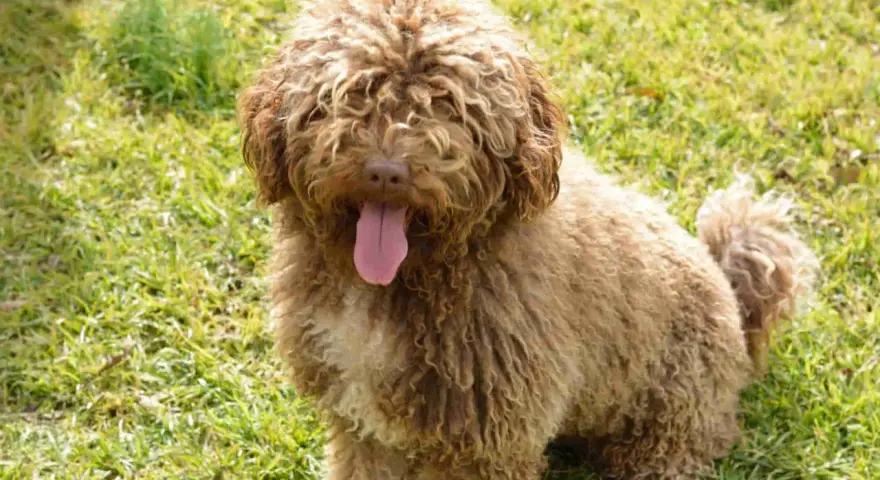 Un perro de agua marrón con pelo rizado y la lengua fuera, sentado en la hierba verde.