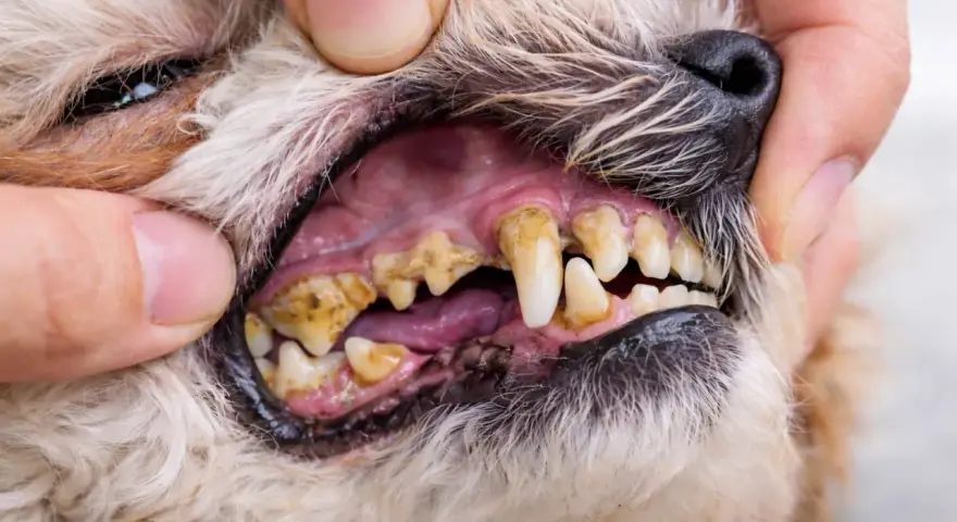 Dientes de perro con sarro visible, encías inflamadas y mal aliento. Es importante cuidar la salud bucal de tu mascota para evitar problemas.