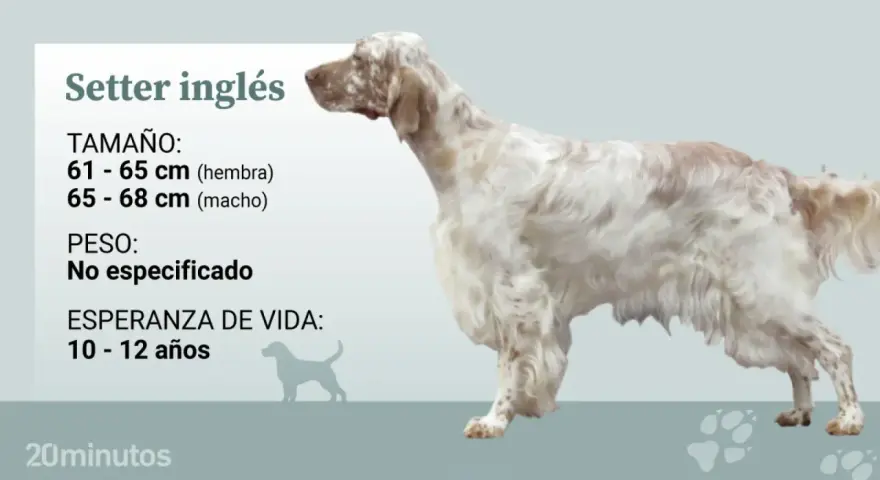 Un elegante setter inglés, con su pelaje blanco y manchas marrones, se muestra con información sobre su tamaño y esperanza de vida.