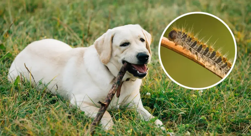 Un perro labrador juega con un palo mientras una oruga procesionaria, peligrosa para los perros, se muestra en un círculo.