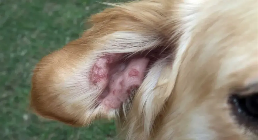 Oreja de perro con lesiones rojizas, posiblemente por picaduras de flebotomos.