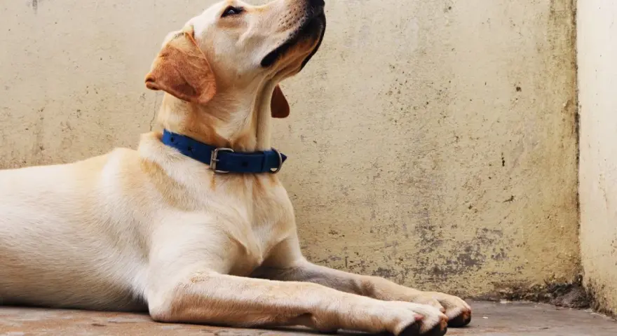 Labrador con collar azul, esperando atentamente. ¡Seguro que está aprendiendo nuevos trucos para perros!