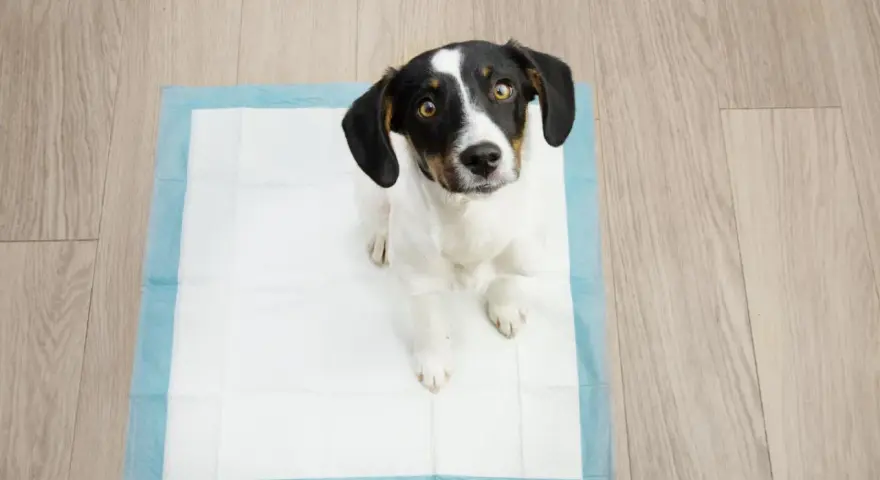 Perro sentado en un empapador, mirándote con cara de "¿por qué mi perro no hace caca en el empapador?".