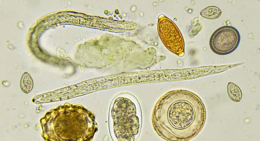 Microscopio muestra huevos y larvas de lombrices en perros. Se observan diferentes formas y tamaños de huevos, algunos con embriones.