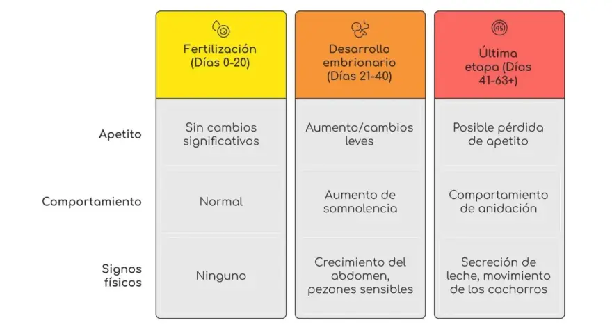 Tabla que detalla las etapas de gestación canina, desde la fertilización hasta la última etapa, indicando cambios en apetito, comportamiento y signos físicos. Así se sabe cuanto tarda un perro en parir.