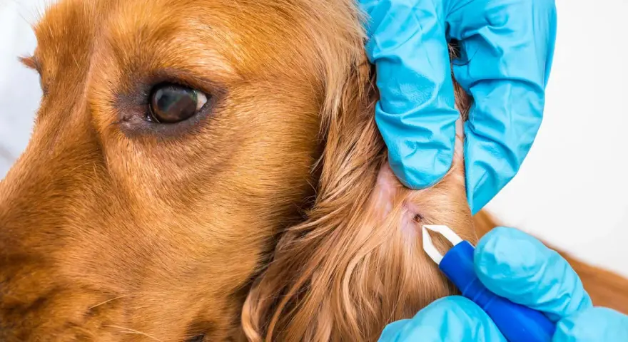 Veterinario retira una garrapata de la oreja de un perro. Existen varios tipos de garrapatas que pueden afectar a nuestras mascotas.