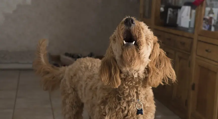 Un perro lanudo aúlla con la boca abierta. Parece que mi perro ladra cuando me voy, ¡y no le gusta nada!