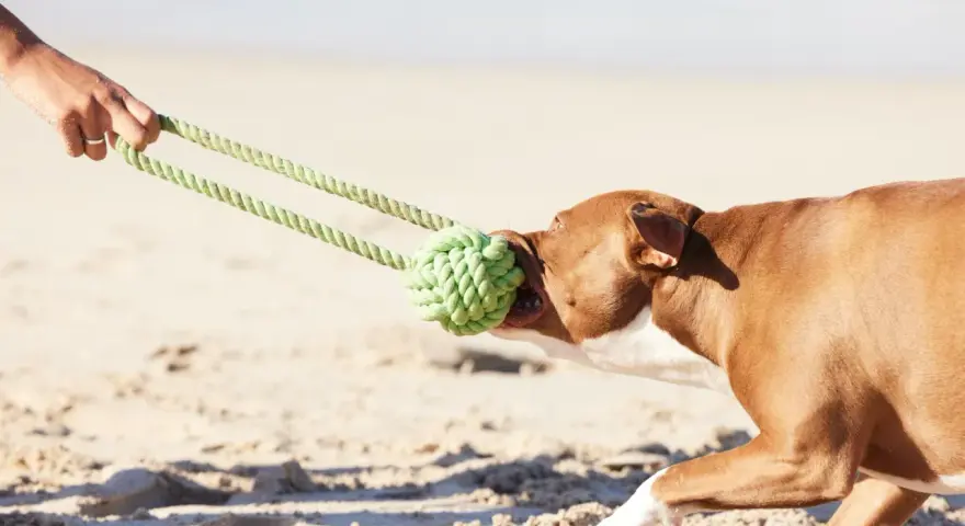 Perro marrón jugando a tirar de la cuerda en la playa, uno de los muchos juegos para perros.