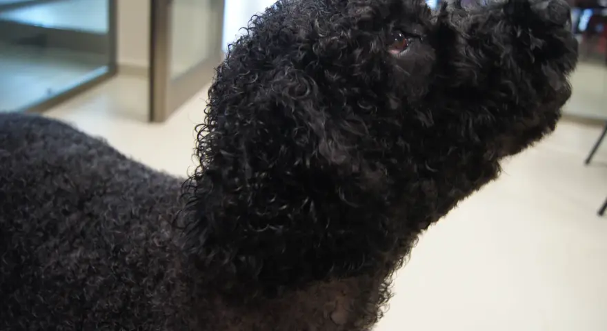 Perro de agua negro con un corte de pelo rizado y esponjoso, listo para nadar.