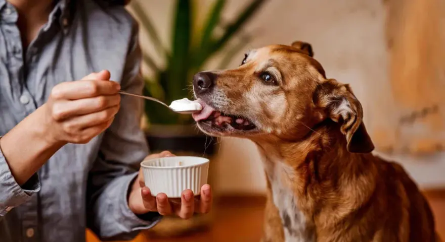 Un perro marrón disfruta de una cucharada de yogur ofrecida por una persona. ¡Los perros pueden comer yogur!