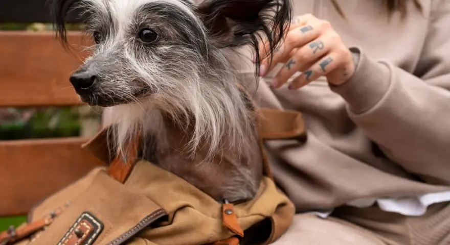 Un perro sin pelo, con un collar de cuero y una bolsa de lona, mira atentamente. Mi perro no ladra, pero observa todo con curiosidad.