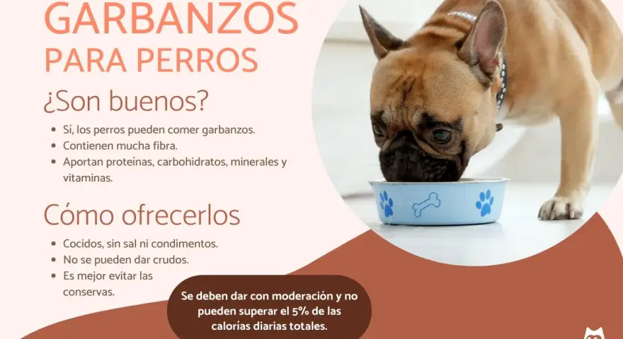 Un bulldog francés come de un cuenco azul. Los garbanzos son buenos para perros, aportando fibra y nutrientes.