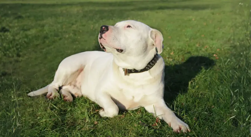 Un majestuoso dogo argentino blanco descansa en la hierba verde, con su collar tachonado brillando bajo el sol.