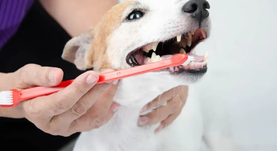 Persona cepilla los dientes de su perro con un cepillo rojo. Cuidar la higiene bucal es esencial para limpiar dientes perro.