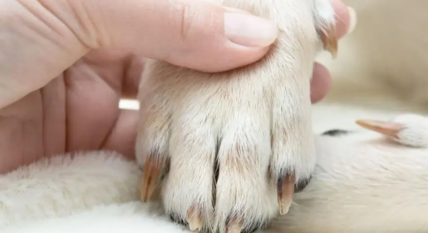 Mano sujetando la pata de un perro para cortar uñas.