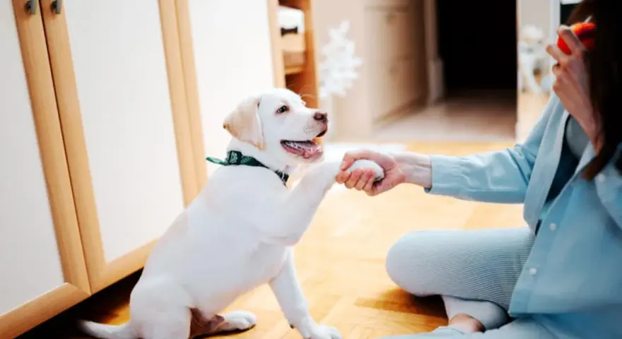 Un cachorro blanco da la pata a una persona, aprendiendo cómo jugar con un cachorro.
