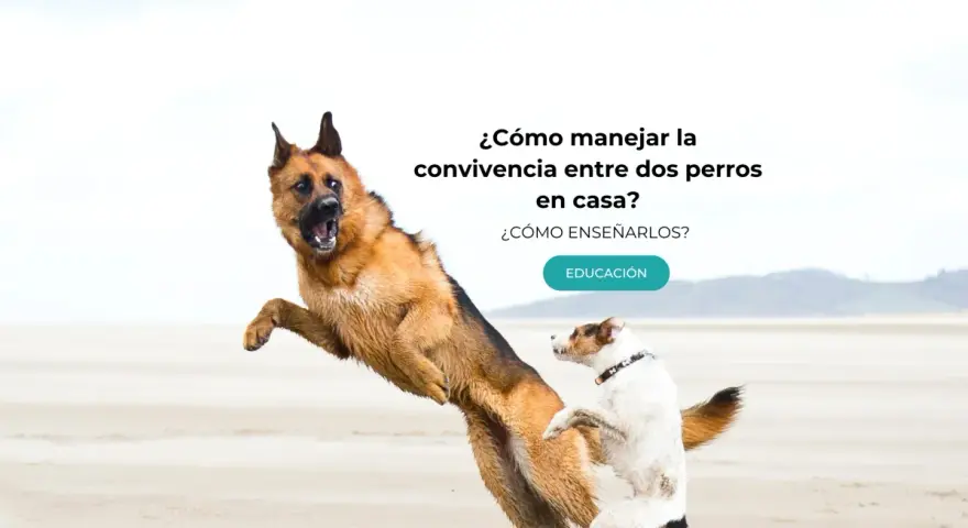 Un pastor alemán y un terrier juegan en la playa. Aprende cómo hacer que dos perros se lleven bien en casa.