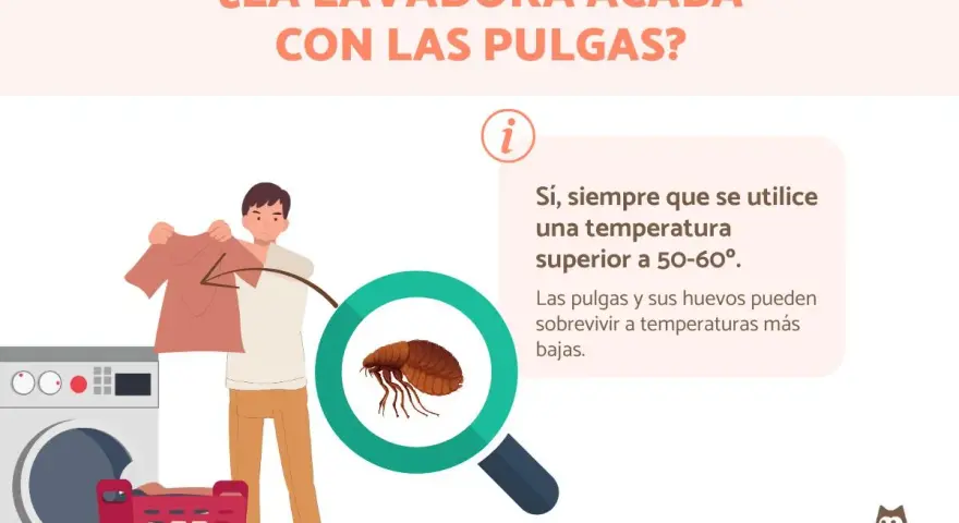 Un hombre muestra ropa cerca de una lavadora. Una lupa revela una pulga, indicando que las pulgas mueren en la lavadora con agua caliente.