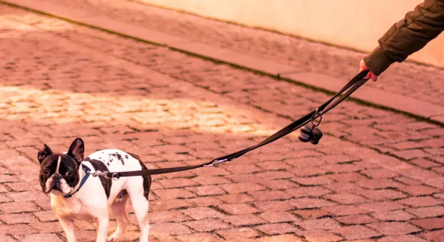 Un bulldog francés, con manchas negras y blancas, mira con desconfianza mientras mi perro no quiere salir a la calle.