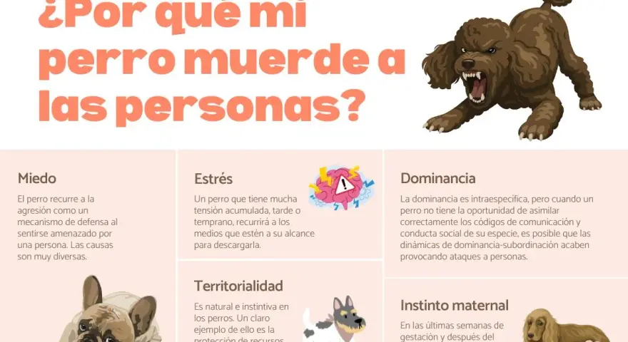 Un perro con miedo, que se siente amenazado, puede morder. La imagen muestra las causas de la agresión canina.