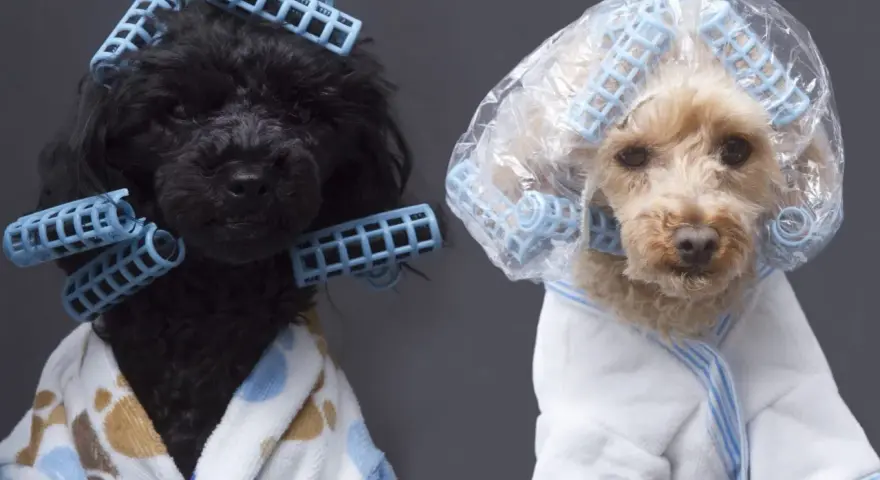 Dos caniches toy, uno negro y otro rubio, con rulos y batas, listos para unos cortes de pelo caniche toy.