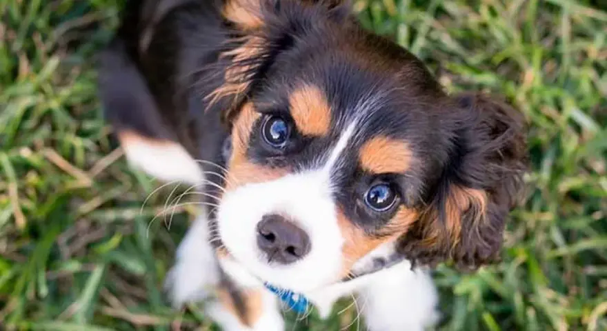Cachorro tricolor con ojos curiosos, aprendiendo como enseñar a un cachorro a no morder.