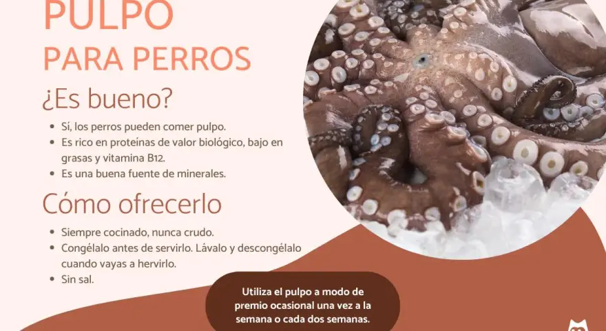 Pulpo para perros: sí, los perros pueden comer pulpo. Es nutritivo y bajo en grasa. Aquí te explicamos cómo ofrecerlo.