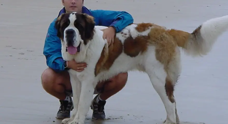Hombre con un perro san bernardo en la playa.