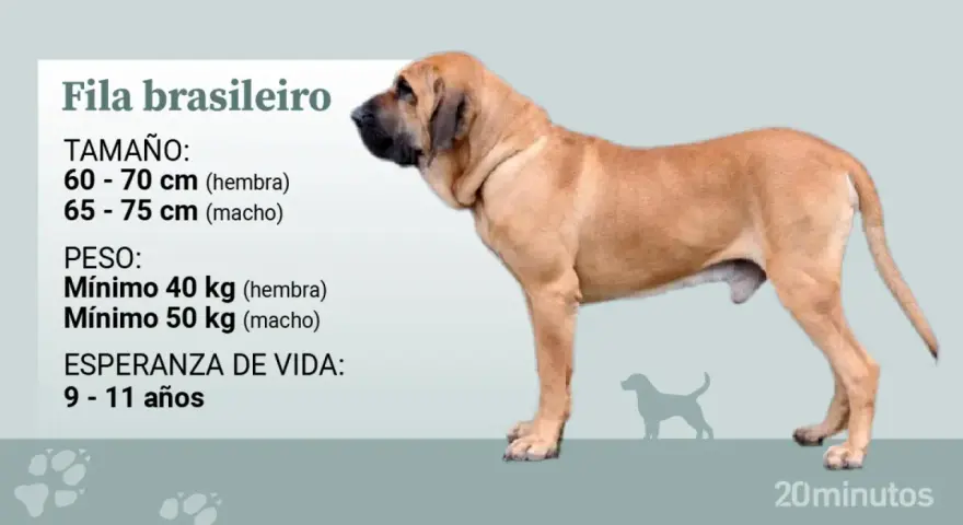 Un Fila Brasileiro, perro de gran tamaño y musculoso, con información sobre su altura, peso y esperanza de vida.