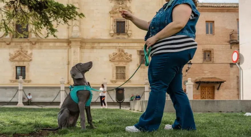 Entrenando a un perro weimaraner en un parque, aprendiendo a sentarse. La dueña le da una orden, un ejemplo de como educar a un perro.