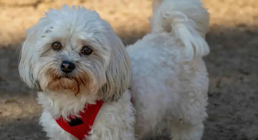 Un adorable Bichón Maltés con un estilo corte pelo esponjoso y un arnés rojo.