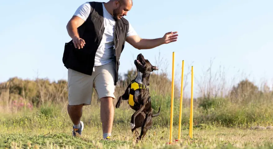 Hombre entrenando a su perro en un campo. El perro salta con entusiasmo mientras el hombre le da una orden.