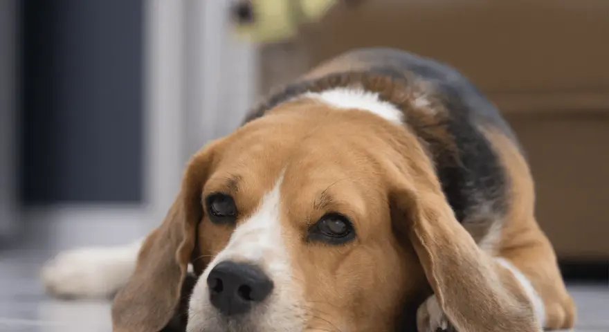Un beagle triste y cansado, quizás afectado por giardia en perros, descansa en el suelo.