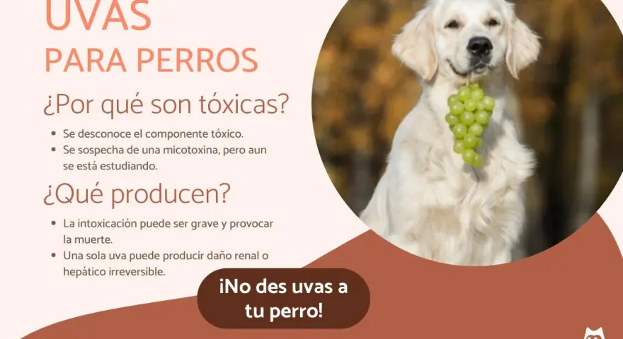 Un perro dorado sonríe con un racimo de uvas verdes en la boca. El texto advierte: "¡No des uvas a tu perro!" porque los perros pueden comer uvas y son tóxicas.