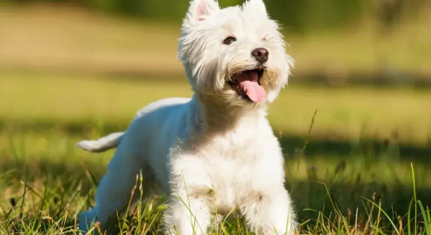 Un West Highland White Terrier blanco, con la lengua fuera, corre feliz por un campo verde y soleado.