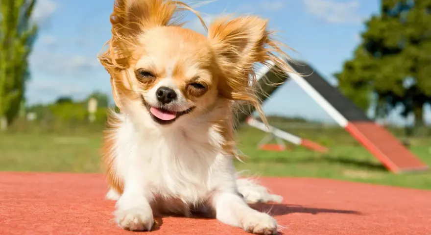 Chihuahua feliz y peludo, listo para su comida casera. Disfruta del sol y la vida.