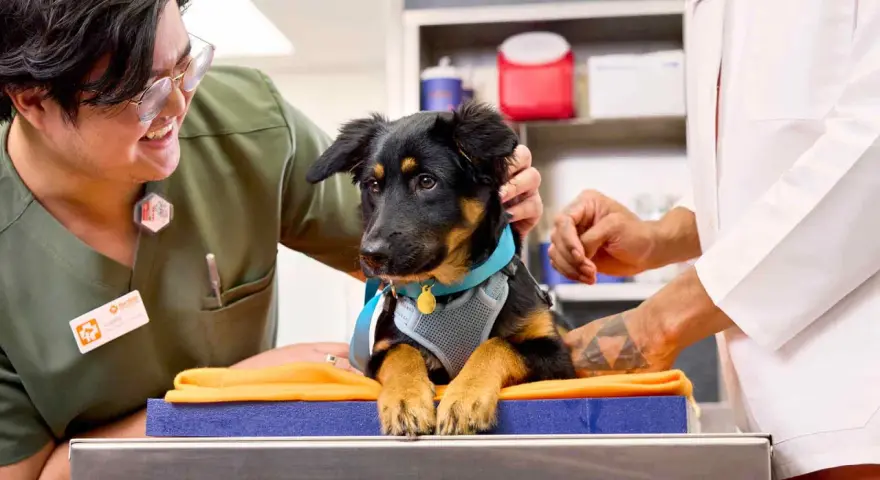 Veterinarios preparan a un cachorro para saber cuándo se puede castrar a un perro. El cachorro luce un arnés azul y un collar dorado.