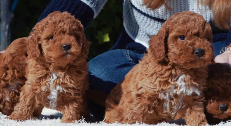 Tiernos cachorros de caniche con corte asiático, listos para conquistar corazones.