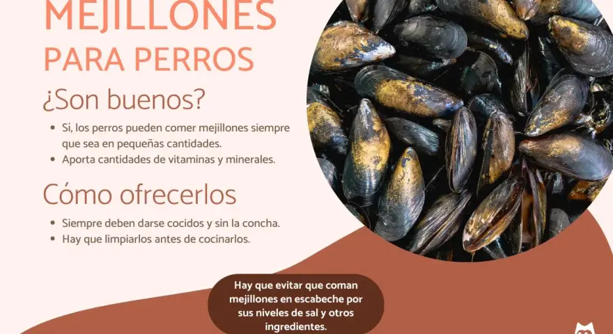 Los perros pueden comer mejillones cocidos y sin concha. Son una fuente de vitaminas y minerales, pero evita los escabechados.