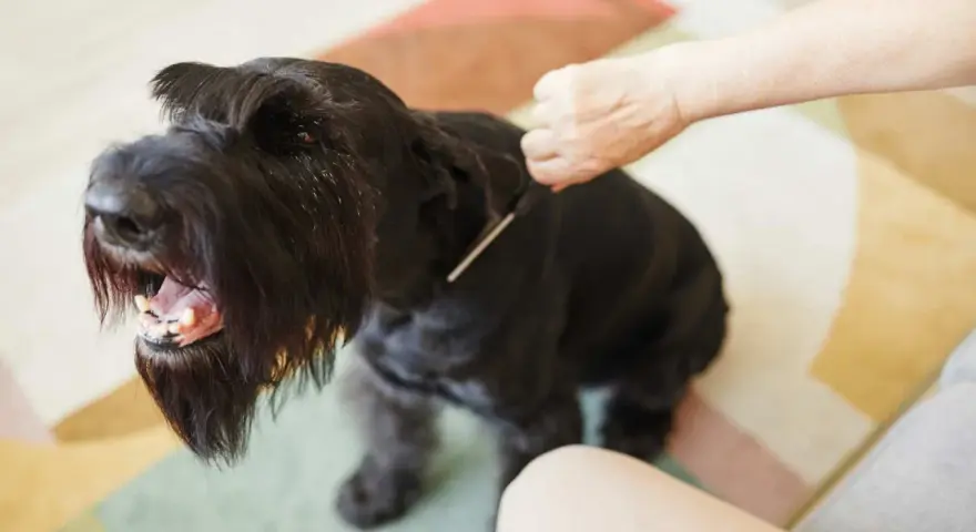 Un perro negro con barba larga y tupida, parece que le están haciendo stripping.