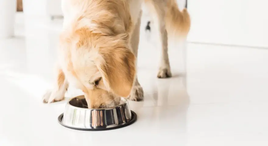 Golden retriever disfrutando de su dieta natural para perros.