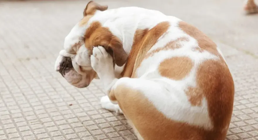Bulldog se rasca la cara con la pata, indicando la necesidad de saber como eliminar las pulgas de mi perro.