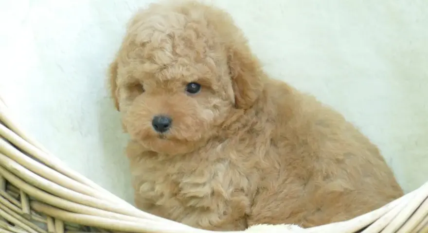 Adorable caniche toy pelado, color caramelo, acurrucado en una cesta de mimbre.