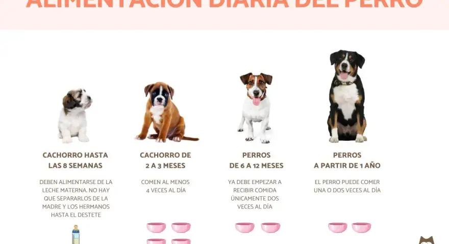 Cachorro de 2 a 3 meses come 4 veces al día. Imagen muestra perros de diferentes edades y sus porciones de comida.