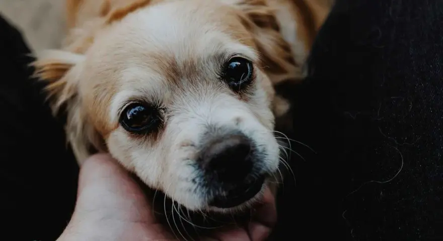 Un perro hiperactivo, con ojos grandes y brillantes, mira con ternura mientras una mano acaricia su cabeza.