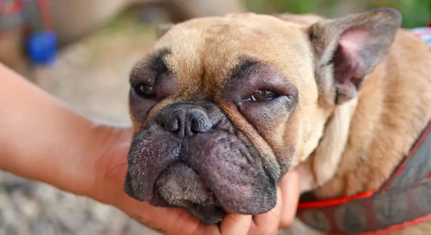 Perro con cara hinchada por picadura de avispa. Busca remedios caseros para picadura de avispa en perros.