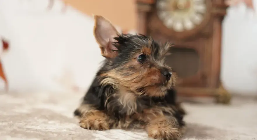 Un tierno cachorro de perros yorkshire, con su pelaje oscuro y dorado, descansa sobre una manta suave, con un reloj antiguo desenfocado al fondo.