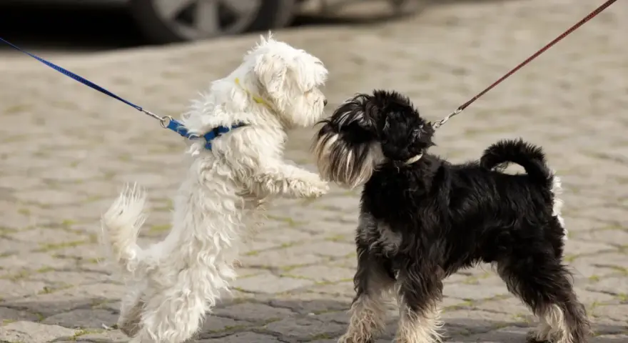 Dos perros, uno blanco y otro negro, se saludan con entusiasmo. El blanco salta, el negro espera. ¡Parece que hay celo perros en el aire!